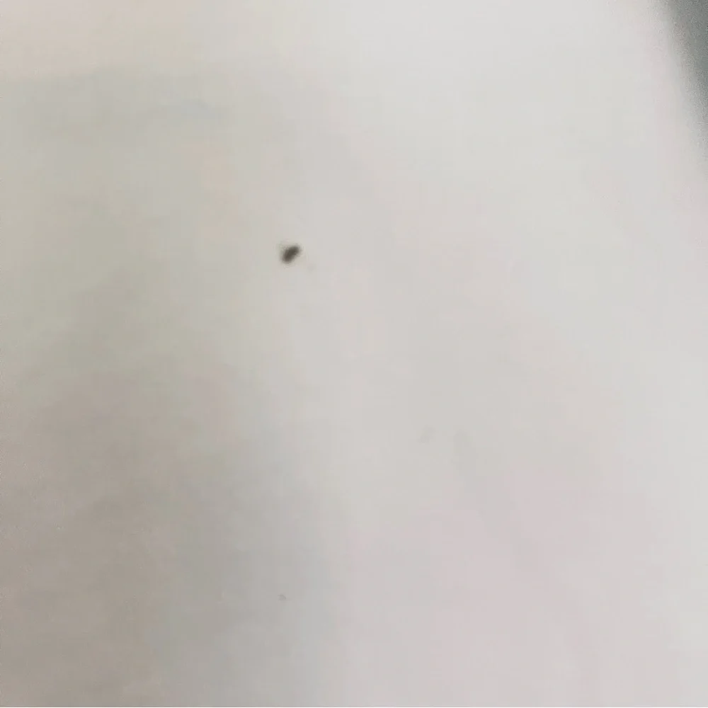 White button down women’s blouse with kitty cat wrap collar - Picture 5 of 10